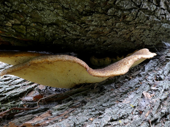 Polyporus squamosus