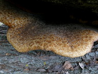 Polyporus squamosus