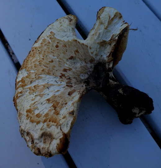 Polyporus squamosus