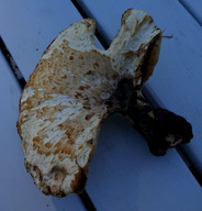 Polyporus squamosus