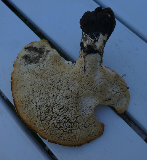 Polyporus squamosus