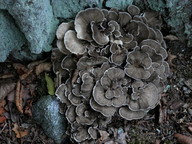 Polyporus umbellatus