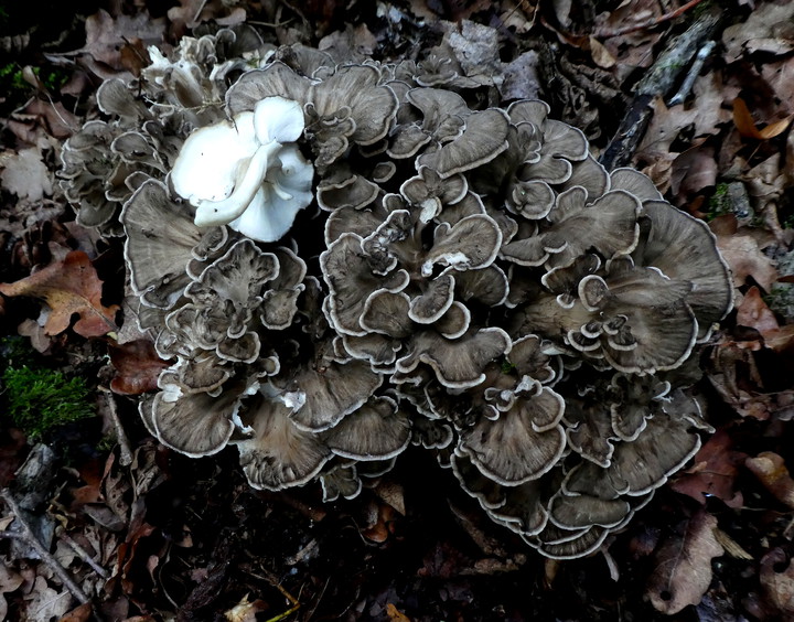 Polyporus umbellatus