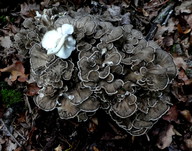 Polyporus umbellatus