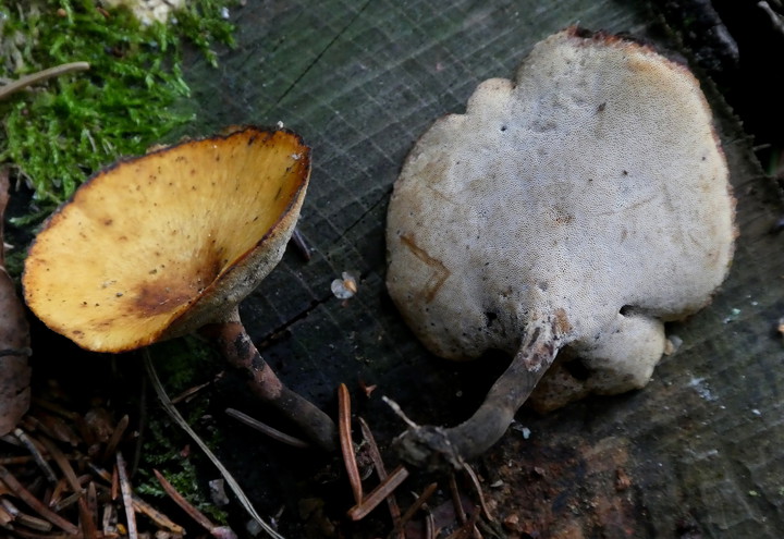 Polyporus tubaeformis