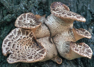 Polyporus squamosus