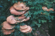 Polyporus squamosus