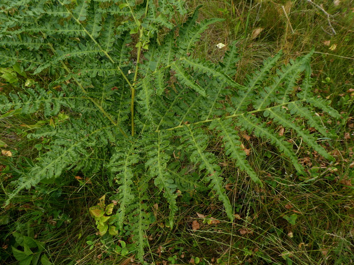 Cryptomycina pteridis