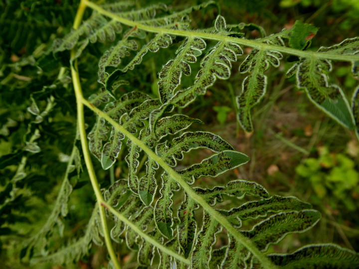 Cryptomycina pteridis