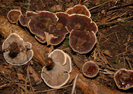 Onnia tomentosa