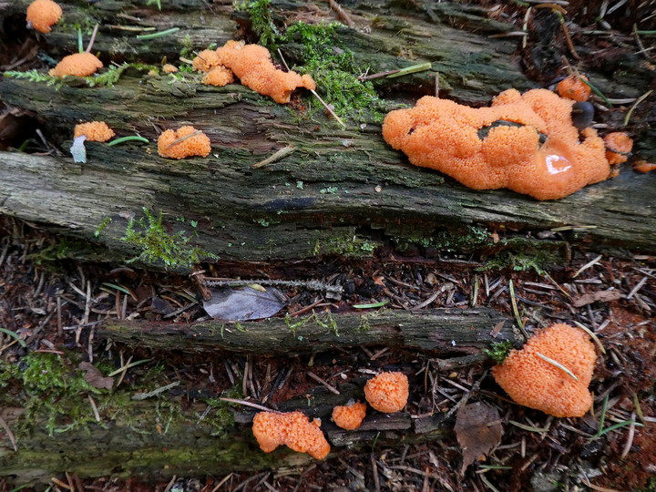 Tubifera ferruginea