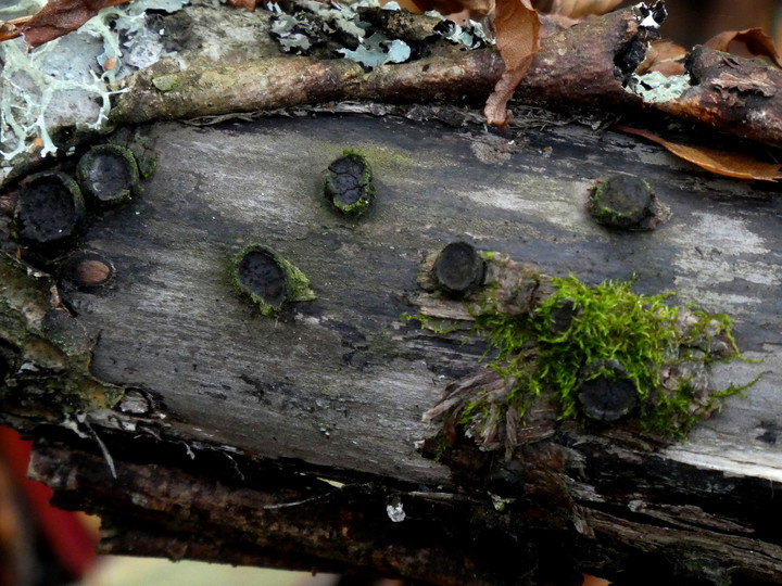 Biscogniauxia nummularia