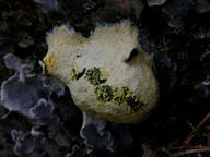 Reticularia lycoperdon