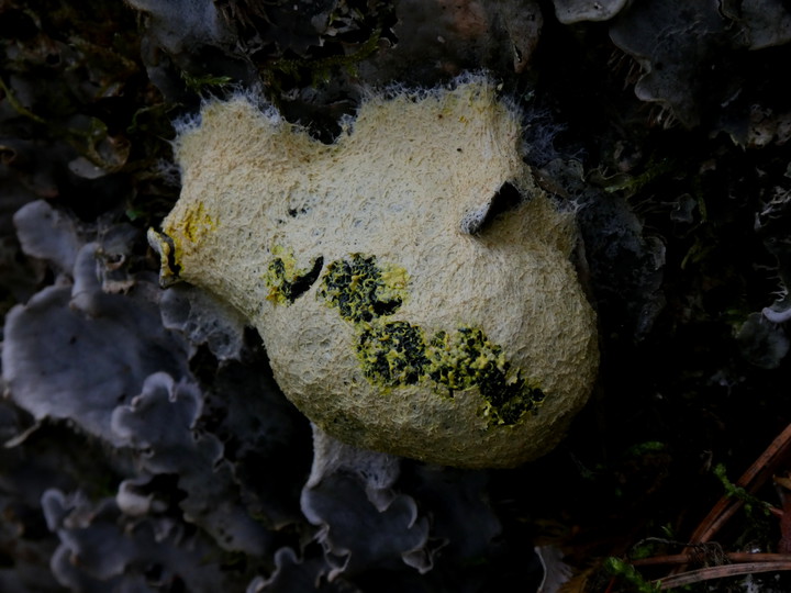 Reticularia lycoperdon