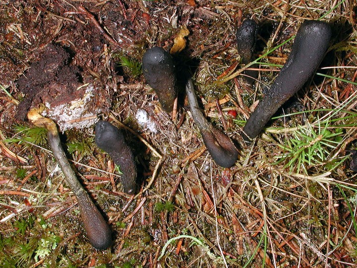 Cordyceps ophioglossoides