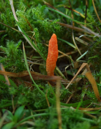 Cordyceps militaris