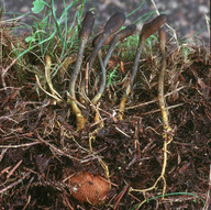 Cordyceps ophioglossoides