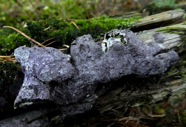 Nectriopsis violacea