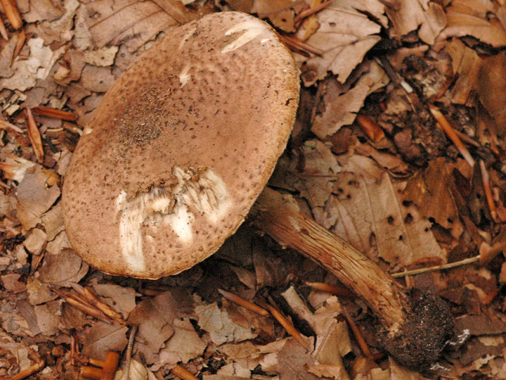 Echinoderma asperum