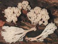 Artomyces pyxidatus