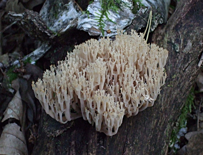 Artomyces pyxidatus