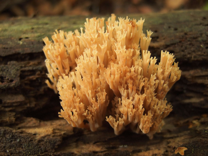 Artomyces pyxidatus