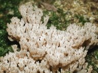 Artomyces pyxidatus