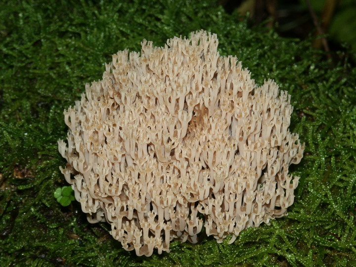 Artomyces pyxidatus