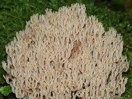 Artomyces pyxidatus