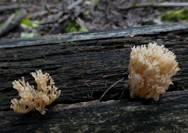 Artomyces pyxidatus