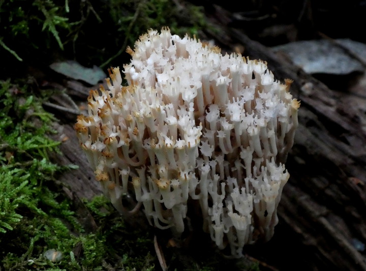 Artomyces pyxidatus