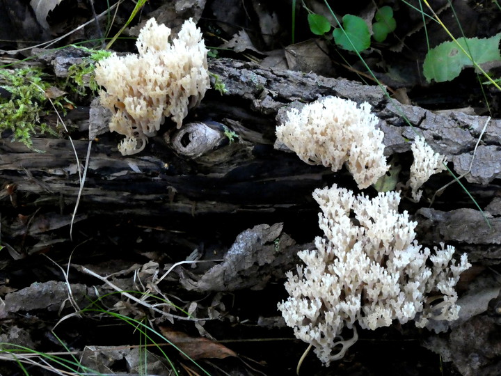 Artomyces pyxidatus