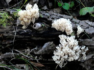 Artomyces pyxidatus