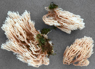 Artomyces pyxidatus