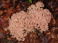 Ramaria botrytis