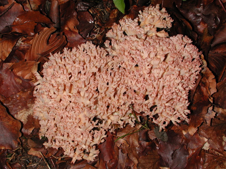 Ramaria botrytis