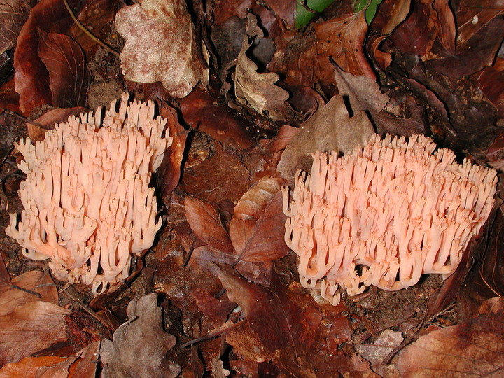 Ramaria subbotrytis?