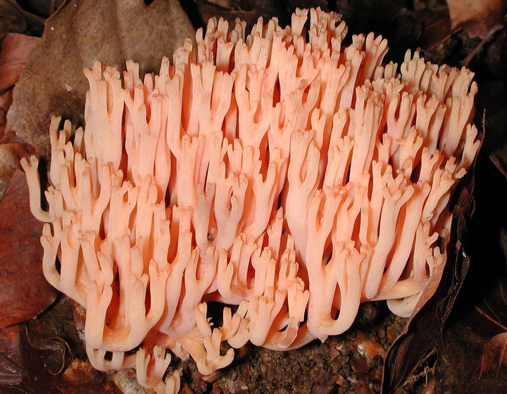 Ramaria subbotrytis?