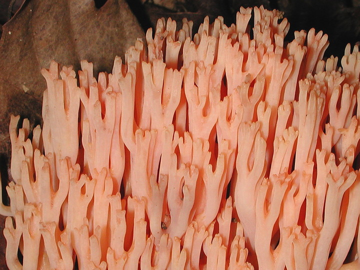 Ramaria subbotrytis?