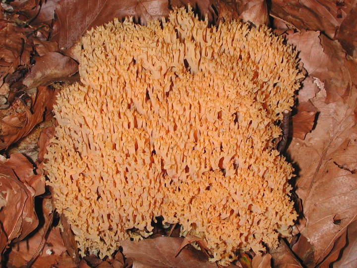 Ramaria subbotrytis?