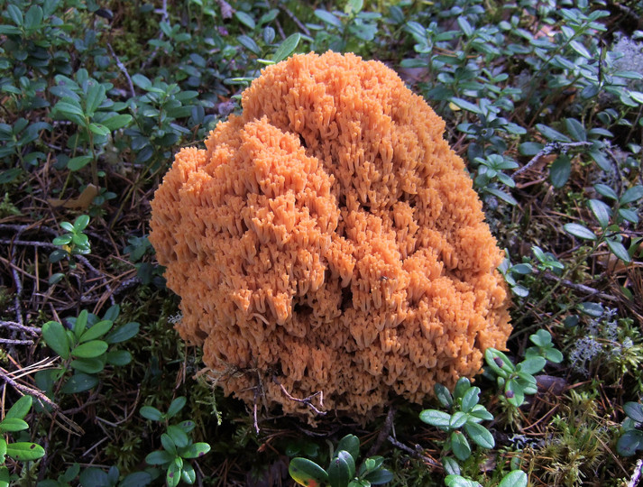 Ramaria magnipes cfr