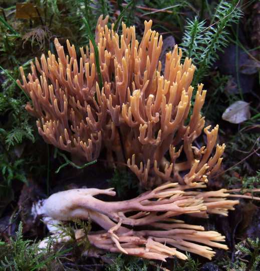 Ramaria testaceoflava