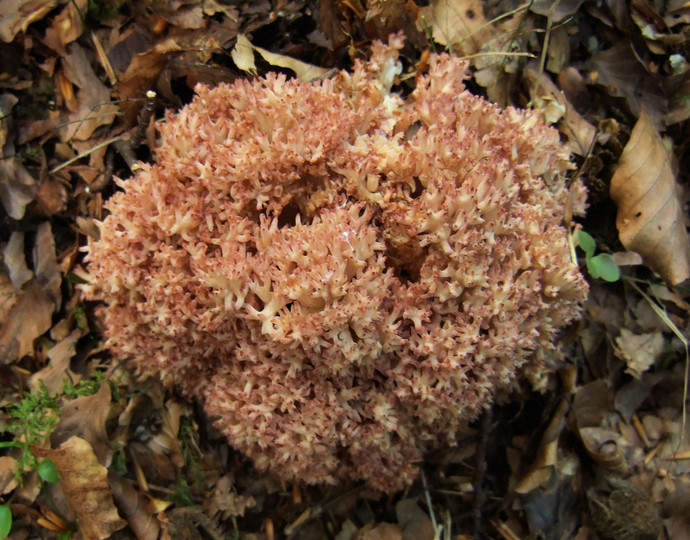 Ramaria botrytis