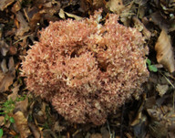 Ramaria botrytis