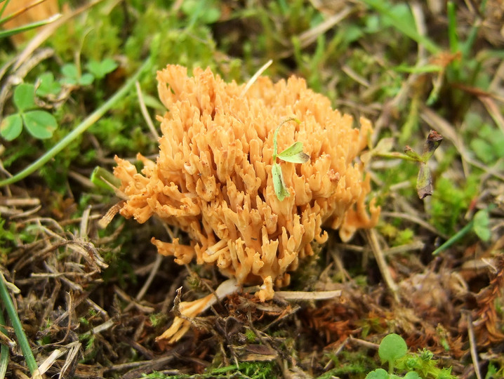 Ramaria roellinii