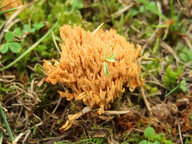 Ramaria roellinii