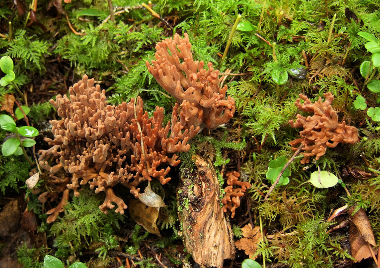 Ramaria sp. (1)