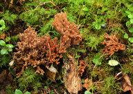 Ramaria sp. (1)