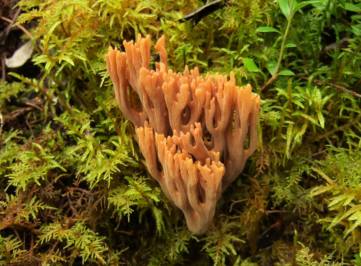 Ramaria sp. (1)