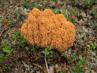 Ramaria magnipes cfr